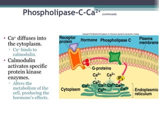 Phospholipase-C-Ca2+
(continued)
• Ca2+
diffuses into
the cytoplasm.
▫ Ca2+
binds to
calmodulin.
• Calmodulin
activates specific
protein kinase
enzymes.
▫ Alters the
metabolism of the
cell, producing the
hormone’s effects.
 