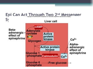 Epi Can Act Through Two 2nd
Messenger
Systems
 
