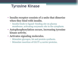 Tyrosine Kinase
• Insulin receptor consists of 2 units that dimerize
when they bind with insulin.
▫ Insulin binds to ligand–binding site on plasma
membrane, activating enzymatic site in the cytoplasm.
• Autophosphorylation occurs, increasing tyrosine
kinase activity.
• Activates signaling molecules.
▫ Stimulate glycogen, fat and protein synthesis.
▫ Stimulate insertion of GLUT-4 carrier proteins.
 