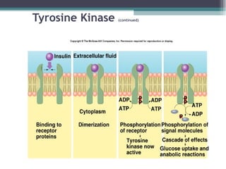 Tyrosine Kinase (continued)
 