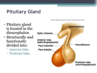Pituitary Gland
• Pituitary gland
is located in the
diencephalon.
• Structurally and
functionally
divided into:
▫ Anterior lobe.
▫ Posterior lobe.
 