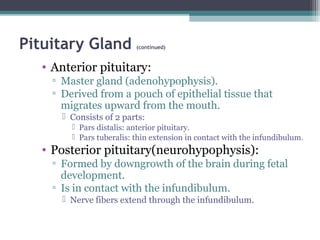 Pituitary Gland (continued)
• Anterior pituitary:
▫ Master gland (adenohypophysis).
▫ Derived from a pouch of epithelial tissue that
migrates upward from the mouth.
 Consists of 2 parts:
 Pars distalis: anterior pituitary.
 Pars tuberalis: thin extension in contact with the infundibulum.
• Posterior pituitary(neurohypophysis):
▫ Formed by downgrowth of the brain during fetal
development.
▫ Is in contact with the infundibulum.
 Nerve fibers extend through the infundibulum.
 