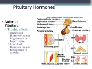 Pituitary Hormones
• Anterior
Pituitary:
▫ Trophic effects:
 High blood
[hormone] causes
target organ to
hypertrophy.
 Low blood
[hormone] causes
target organ to
atrophy.
 