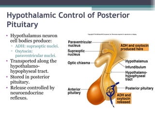 Hypothalamic Control of Posterior
Pituitary
• Hypothalamus neuron
cell bodies produce:
▫ ADH: supraoptic nuclei.
▫ Oxytocin:
paraventricular nuclei.
• Transported along the
hypothalamo-
hypophyseal tract.
• Stored in posterior
pituitary.
• Release controlled by
neuroendocrine
reflexes.
 