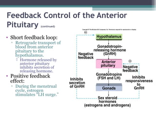 Feedback Control of the Anterior
Pituitary (continued)
• Short feedback loop:
▫ Retrograde transport of
blood from anterior
pituitary to the
hypothalamus.
 Hormone released by
anterior pituitary
inhibits secretion of
releasing hormone.
• Positive feedback
effect:
▫ During the menstrual
cycle, estrogen
stimulates “LH surge.”
 