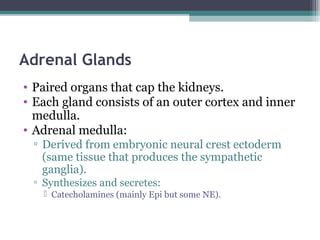 Adrenal Glands
• Paired organs that cap the kidneys.
• Each gland consists of an outer cortex and inner
medulla.
• Adrenal medulla:
▫ Derived from embryonic neural crest ectoderm
(same tissue that produces the sympathetic
ganglia).
▫ Synthesizes and secretes:
 Catecholamines (mainly Epi but some NE).
 