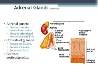 Adrenal Glands (continued)
• Adrenal cortex:
▫ Does not receive
neural innervation.
▫ Must be stimulated
hormonally (ACTH).
• Consists of 3 zones:
▫ Zona glomerulosa.
▫ Zona fasciculata.
▫ Zona reticularis.
• Secretes
corticosteroids.
 