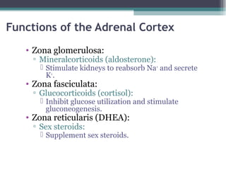 Functions of the Adrenal Cortex
• Zona glomerulosa:
▫ Mineralcorticoids (aldosterone):
 Stimulate kidneys to reabsorb Na+
and secrete
K+
.
• Zona fasciculata:
▫ Glucocorticoids (cortisol):
 Inhibit glucose utilization and stimulate
gluconeogenesis.
• Zona reticularis (DHEA):
▫ Sex steroids:
 Supplement sex steroids.
 
