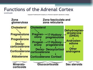 Functions of the Adrenal Cortex
(continued)
 