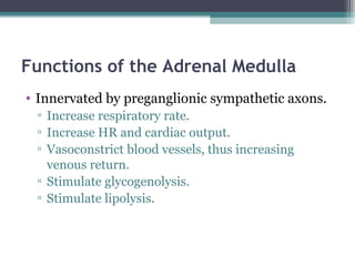 Functions of the Adrenal Medulla
• Innervated by preganglionic sympathetic axons.
▫ Increase respiratory rate.
▫ Increase HR and cardiac output.
▫ Vasoconstrict blood vessels, thus increasing
venous return.
▫ Stimulate glycogenolysis.
▫ Stimulate lipolysis.
 