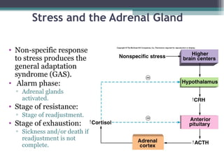 Stress and the Adrenal Gland
• Non-specific response
to stress produces the
general adaptation
syndrome (GAS).
• Alarm phase:
▫ Adrenal glands
activated.
• Stage of resistance:
▫ Stage of readjustment.
• Stage of exhaustion:
▫ Sickness and/or death if
readjustment is not
complete.
 