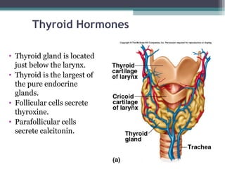 Thyroid Hormones
• Thyroid gland is located
just below the larynx.
• Thyroid is the largest of
the pure endocrine
glands.
• Follicular cells secrete
thyroxine.
• Parafollicular cells
secrete calcitonin.
 