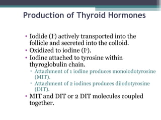 Production of Thyroid Hormones
• Iodide (I-
) actively transported into the
follicle and secreted into the colloid.
• Oxidized to iodine (Io
).
• Iodine attached to tyrosine within
thyroglobulin chain.
▫ Attachment of 1 iodine produces monoiodotyrosine
(MIT).
▫ Attachment of 2 iodines produces diiodotyrosine
(DIT).
• MIT and DIT or 2 DIT molecules coupled
together.
 