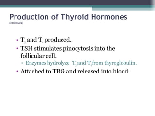 Production of Thyroid Hormones
(continued)
• T3 and T4 produced.
• TSH stimulates pinocytosis into the
follicular cell.
▫ Enzymes hydrolyze T3 and T4from thyroglobulin.
• Attached to TBG and released into blood.
 