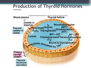 Production of Thyroid Hormones
(continued)
 