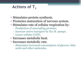 Actions of T3
• Stimulates protein synthesis.
• Promotes maturation of nervous system.
• Stimulates rate of cellular respiration by:
▫ Production of uncoupling proteins.
▫ Increase active transport by Na+
/K+
pumps.
▫ Lower cellular [ATP].
• Increases metabolic heat.
• Increases metabolic rate.
▫ Stimulates increased consumption of glucose, fatty
acids and other molecules.
 