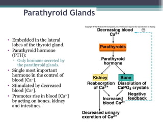 Parathyroid Glands
• Embedded in the lateral
lobes of the thyroid gland.
• Parathyroid hormone
(PTH):
▫ Only hormone secreted by
the parathyroid glands.
• Single most important
hormone in the control of
blood [Ca2+
].
• Stimulated by decreased
blood [Ca2+
].
• Promotes rise in blood [Ca2+
]
by acting on bones, kidney
and intestines.
 