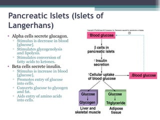 Pancreatic Islets (Islets of
Langerhans)
• Alpha cells secrete glucagon.
▫ Stimulus is decrease in blood
[glucose].
▫ Stimulates glycogenolysis
and lipolysis.
▫ Stimulates conversion of
fatty acids to ketones.
• Beta cells secrete insulin.
▫ Stimulus is increase in blood
[glucose].
▫ Promotes entry of glucose
into cells.
▫ Converts glucose to glycogen
and fat.
▫ Aids entry of amino acids
into cells.
 