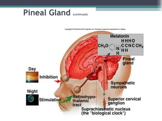 Pineal Gland (continued)
 