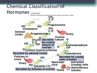 Chemical Classification of
Hormones (continued)
 