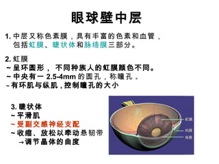 眼球壁中层 1. 中层又称色素膜，具有丰富的色素和血管， 包括 虹膜 、 睫状体 和 脉络膜 三部分。 2. 虹膜 ～呈环圆形， 不同种族人的虹膜颜色不同。 ～中央有一 2.5-4mm 的圆孔，称瞳孔  。 ～ 有环肌与纵肌 , 控制瞳孔的大小 3. 睫状体 ~ 平滑肌 ~ 受副交感神经支配 ~ 收缩 、 放松以牵动 悬韧带 　 ->调节晶体的曲度 