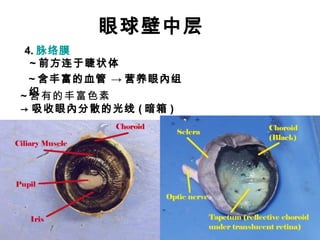 眼球壁中层 4. 脉络膜 ~ 前方连于睫状体 ~ 含有的丰富色素  -> 吸收眼內分散的光线 ( 暗箱 ) ~ 含丰富的血管  ->  营养眼內组织 