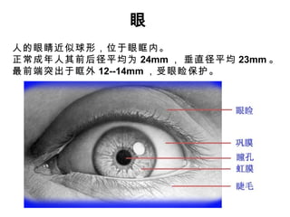 眼 人的眼睛近似球形，位于眼眶内。 正常成年人其前后径平均为 24mm ， 垂直径平均 23mm 。 最前端突出于眶外 12--14mm ，受眼睑保护。 