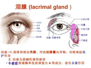 泪腺 (lacrimal gland  ) 泪液 ~1. 润滑和清洁 角膜 ，冲洗 结膜囊 内异物，对眼球起 保护 作用 2.  泪液为弱碱性透明液体 3. 含有溶菌酶和免疫球蛋白 A 等成分，故有 杀菌 作用  * 干眼症 