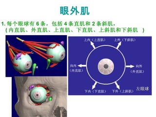 眼外肌 1. 每个眼球有 6 条，包括 4 条直肌和 2 条斜肌， ( 内直肌、外直肌、上直肌、下直肌、上斜肌和下斜肌  ) 