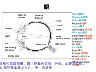 眼 S clera 鞏膜 Choroid 脉络膜 Retina 视网膜 Fovea 中央 凹 macula 黃点 Optic nerve 视神经 Blind spot 盲点 Ciliary body 睫状体 Suspensory 懸韧帶 ligaments Iris 虹膜 Lens 晶体 Pupil 瞳孔 Cornea 眼角膜 Aqueous humour 水状液 / 房水 Vitreous humour 玻璃体 眼球包括眼球壁、眼内腔和内容物、神经、血管等组织。 1.  眼球壁主要分为外、中、内三层 