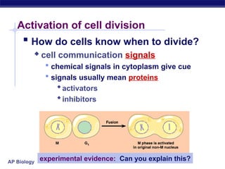 Regulation of cell division in human beings - mitosis | PPT