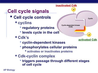 Regulation of cell division in human beings - mitosis | PPT