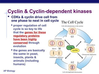 Regulation of cell division in human beings - mitosis | PPT