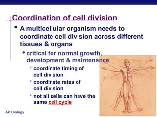 Regulation of cell division in human beings - mitosis | PPT