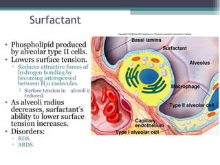 Surfactant
• Phospholipid produced
by alveolar type II cells.
• Lowers surface tension.
▫ Reduces attractive forces of
hydrogen bonding by
becoming interspersed
between H20 molecules.
 Surface tension in alveoli is
reduced.
• As alveoli radius
decreases, surfactant’s
ability to lower surface
tension increases.
• Disorders:
▫ RDS.
▫ ARDS.
Insert fig. 16.12
 