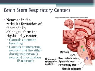 Brain Stem Respiratory Centers
• Neurons in the
reticular formation of
the medulla
oblongata form the
rhythmicity center:
▫ Controls automatic
breathing.
▫ Consists of interacting
neurons that fire either
during inspiration (I
neurons) or expiration
(E neurons).
Insert fig. 16.25
 