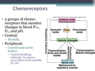 Chemoreceptors
• 2 groups of chemo-
receptors that monitor
changes in blood PC02,
P02, and pH.
• Central:
▫ Medulla.
• Peripheral:
▫ Carotid and aortic
bodies.
 Control breathing
indirectly via sensory
nerve fibers to the medulla
(X, IX).
Insert fig. 16.27
 
