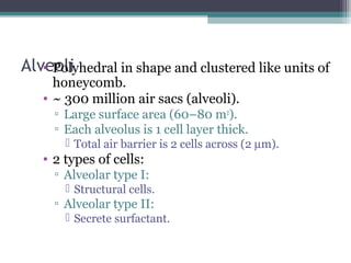 Alveoli• Polyhedral in shape and clustered like units of
honeycomb.
• ~ 300 million air sacs (alveoli).
▫ Large surface area (60–80 m2
).
▫ Each alveolus is 1 cell layer thick.
 Total air barrier is 2 cells across (2 µm).
• 2 types of cells:
▫ Alveolar type I:
 Structural cells.
▫ Alveolar type II:
 Secrete surfactant.
 