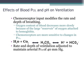 Effects of Blood PC02 and pH on Ventilation
• Chemoreceptor input modifies the rate and
depth of breathing.
▫ Oxygen content of blood decreases more slowly
because of the large “reservoir” of oxygen attached
to hemoglobin.
▫ Chemoreceptors are more sensitive to changes in
PC02.
• H20 + C02
• Rate and depth of ventilation adjusted to
maintain arterial PC02 of 40 mm Hg.
H2C03 H+
+ HC03
-
 