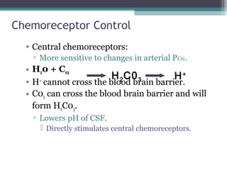 Chemoreceptor Control
• Central chemoreceptors:
▫ More sensitive to changes in arterial PC02.
• H20 + C02
• H+
cannot cross the blood brain barrier.
• C02 can cross the blood brain barrier and will
form H2C03.
▫ Lowers pH of CSF.
 Directly stimulates central chemoreceptors.
H+H2C03
 