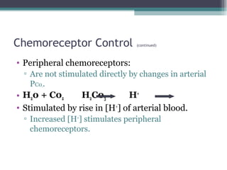 Chemoreceptor Control (continued)
• Peripheral chemoreceptors:
▫ Are not stimulated directly by changes in arterial
PC02.
• H20 + C02 H2C03 H+
• Stimulated by rise in [H+
] of arterial blood.
▫ Increased [H+
] stimulates peripheral
chemoreceptors.
 
