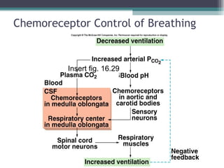 Chemoreceptor Control of Breathing
Insert fig. 16.29
 