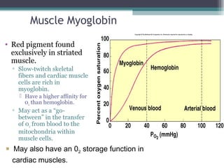 Muscle Myoglobin
• Red pigment found
exclusively in striated
muscle.
▫ Slow-twitch skeletal
fibers and cardiac muscle
cells are rich in
myoglobin.
 Have a higher affinity for
02 than hemoglobin.
▫ May act as a “go-
between” in the transfer
of 02 from blood to the
mitochondria within
muscle cells.
Insert fig. 13.37
 May also have an 02 storage function in
cardiac muscles.
 