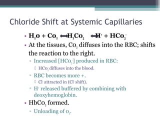 Chloride Shift at Systemic Capillaries
• H20 + C02 H2C03 H+
+ HC03
-
• At the tissues, C02 diffuses into the RBC; shifts
the reaction to the right.
▫ Increased [HC03
-
] produced in RBC:
 HC03
-
diffuses into the blood.
▫ RBC becomes more +.
 Cl-
attracted in (Cl-
shift).
▫ H+
released buffered by combining with
deoxyhemoglobin.
• HbC02 formed.
▫ Unloading of 02.
 