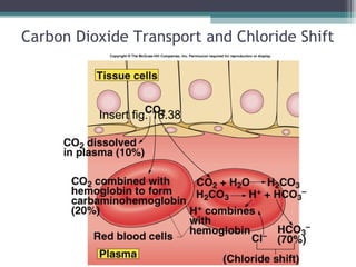 Carbon Dioxide Transport and Chloride Shift
Insert fig. 16.38
 