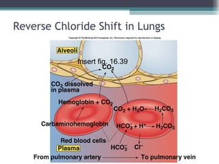 Reverse Chloride Shift in Lungs
Insert fig. 16.39
 