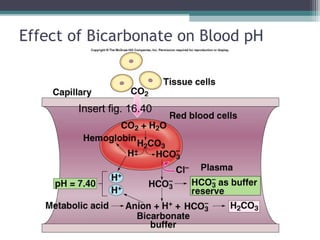 Effect of Bicarbonate on Blood pH
Insert fig. 16.40
 