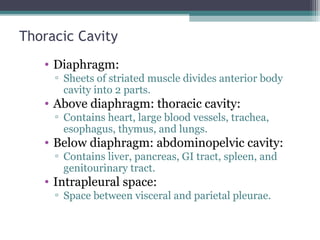 Thoracic Cavity
• Diaphragm:
▫ Sheets of striated muscle divides anterior body
cavity into 2 parts.
• Above diaphragm: thoracic cavity:
▫ Contains heart, large blood vessels, trachea,
esophagus, thymus, and lungs.
• Below diaphragm: abdominopelvic cavity:
▫ Contains liver, pancreas, GI tract, spleen, and
genitourinary tract.
• Intrapleural space:
▫ Space between visceral and parietal pleurae.
 