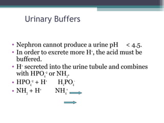 Physiology of the kidneys | PPT