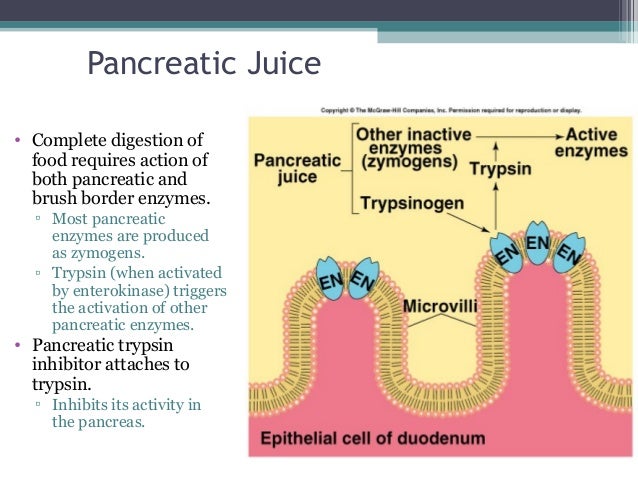 The digestive system